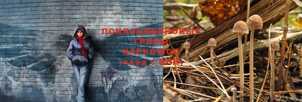 ALPHA PVP Корсаков